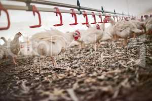Theres a certain pecking order. Shot of chickens on a poultry farm.