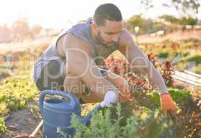 These veggies should grow well in this soil. Shot of a young man reaching down to plant some veggies in his garden.