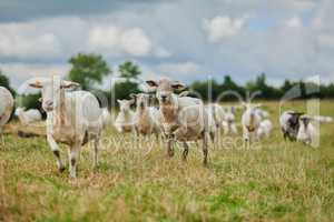 Last one there is a rotten egg. Shot of a herd of sheep running quickly in one direction outside on a farm.