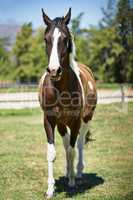 Free time in the field. Shot of a patched horse standing in a field on a ranch.