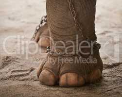 The shackles of captivity. Closeup of a chain around the foot of an elephant in captivity.