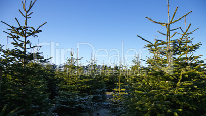 christmas tree plantation