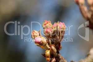 Zarte Knospen am Apfelbaum