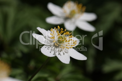 Anemone nemorosa - early flowers in the forest in spring