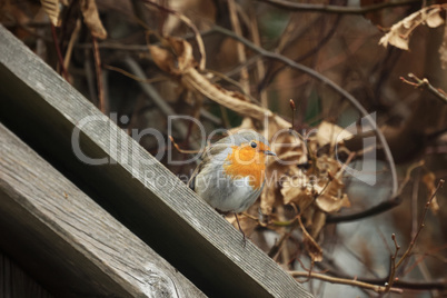 A robin sits on a wooden railing