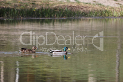 Lake. Wild ducks swim on the lake.