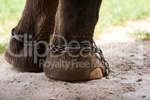 Im meant to be free. Closeup of an Asian elephant in captivity.