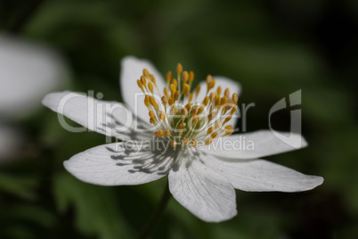 Anemone nemorosa - early flowers in the forest in spring