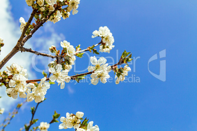 Blossoming cherry branches