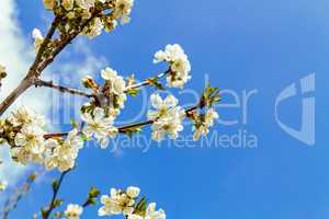 Blossoming cherry branches