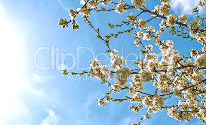 Blossoming cherry branches