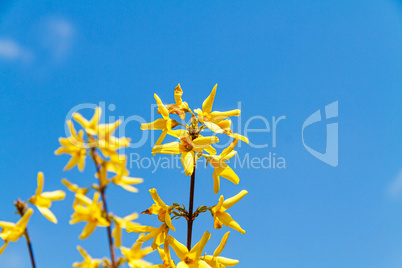 Bright blooming Forsythia