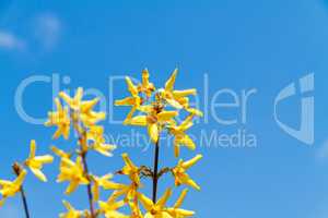Bright blooming Forsythia