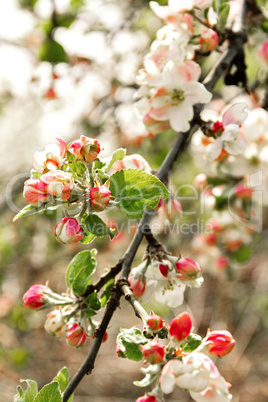 Flowering apple tree