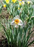 One flowering narcissus
