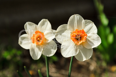 Two flowers narcissus