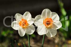 Two flowers narcissus