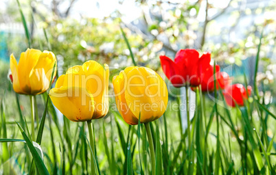 Yellow and red tulips