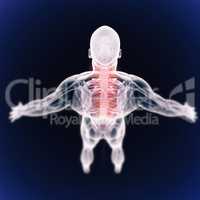 Facing crippling inflammation and pain. A high angle view of a cgi representation of the human skeletal structure.