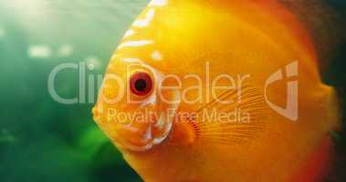 Its a great fish for beginners. Shot of a red discus in a freshwater fish tank.