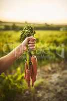 Living off the land. Unrecognizable shot of a hand holding a bunch of carrots with green vegetation in the background.