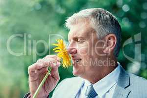 Flu is gone. I can smell again. Shot of a man smelling a flower after his flu has gone.