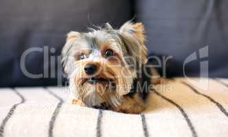 The worlds tiniest couch potato. Shot of an adorable dog relaxing on a couch at home.