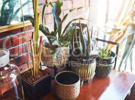 Theres always room for pot plants in a home. Still life shot of a beautiful set of pot plants on a wooden table indoors.