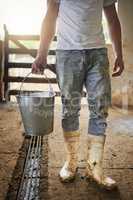 This milk needs to be processed. Cropped shot of an unrecognizable male farmhand carrying a pail of milk in the barn.