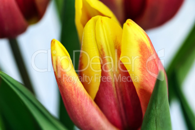 Tulpe