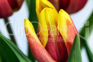 Tulpe