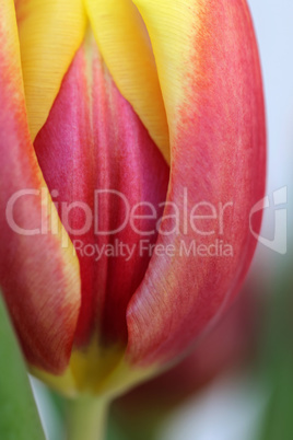 Tulpe Tulpe
