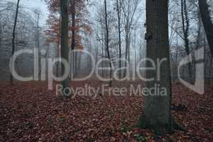 Wald im Nebel