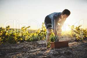 Hard work yields a successful harvest. Shot of a young man tending to the crops on a farm.