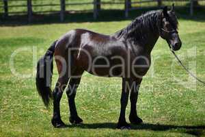 The best place for thoroughbred horses. Shot of a dark bay horse in a head collar standing in a field.