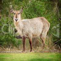 Ready to bolt. Shot of a buck on the plains of Africa.