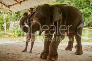 Living a life in chains. Shot of an Indian elephant in and its handler standing under a canopy.