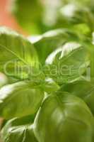 Flavorful leaves. Leaves of a basil plant.