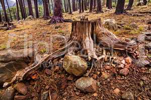 Focus on deforestation. Shot of a cut down tree in the forest.