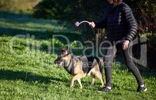 Behaviour thats rewarded gets repeated. Shot of an adorable german shepherd being trained by his owner in the park.