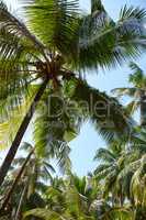 Step into your tropical dream. Vibrant image of a lush palm tree with a healthy palm tree canopy beyond.