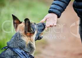 If you want a friend, get a dog. Shot of an adorable german shepherd being trained by his owner in the park.