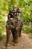 The ultimate Thailand experience. Shot of an elephant with a group of tourists riding on its back.