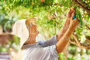 Retirement is the perfect time to take up a hobby. Shot of a senior woman picking pomegranates from a tree in her backyard.