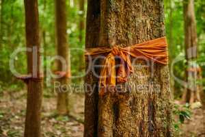 First, do no harm. Shot a forest of trees with orange fabric tied around their trunks.