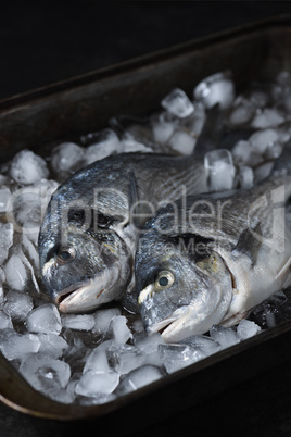 Fresh raw dorado fish on ice