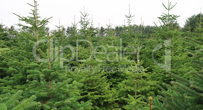 christmas tree plantation