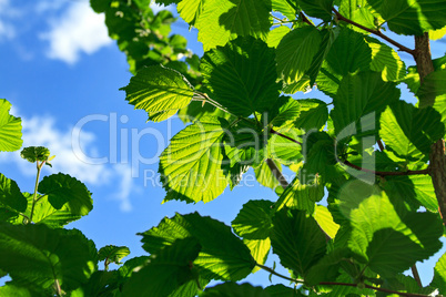 Green leaves background