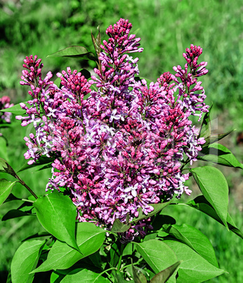 Lilac blooming