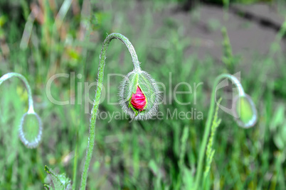 Poppy Buds